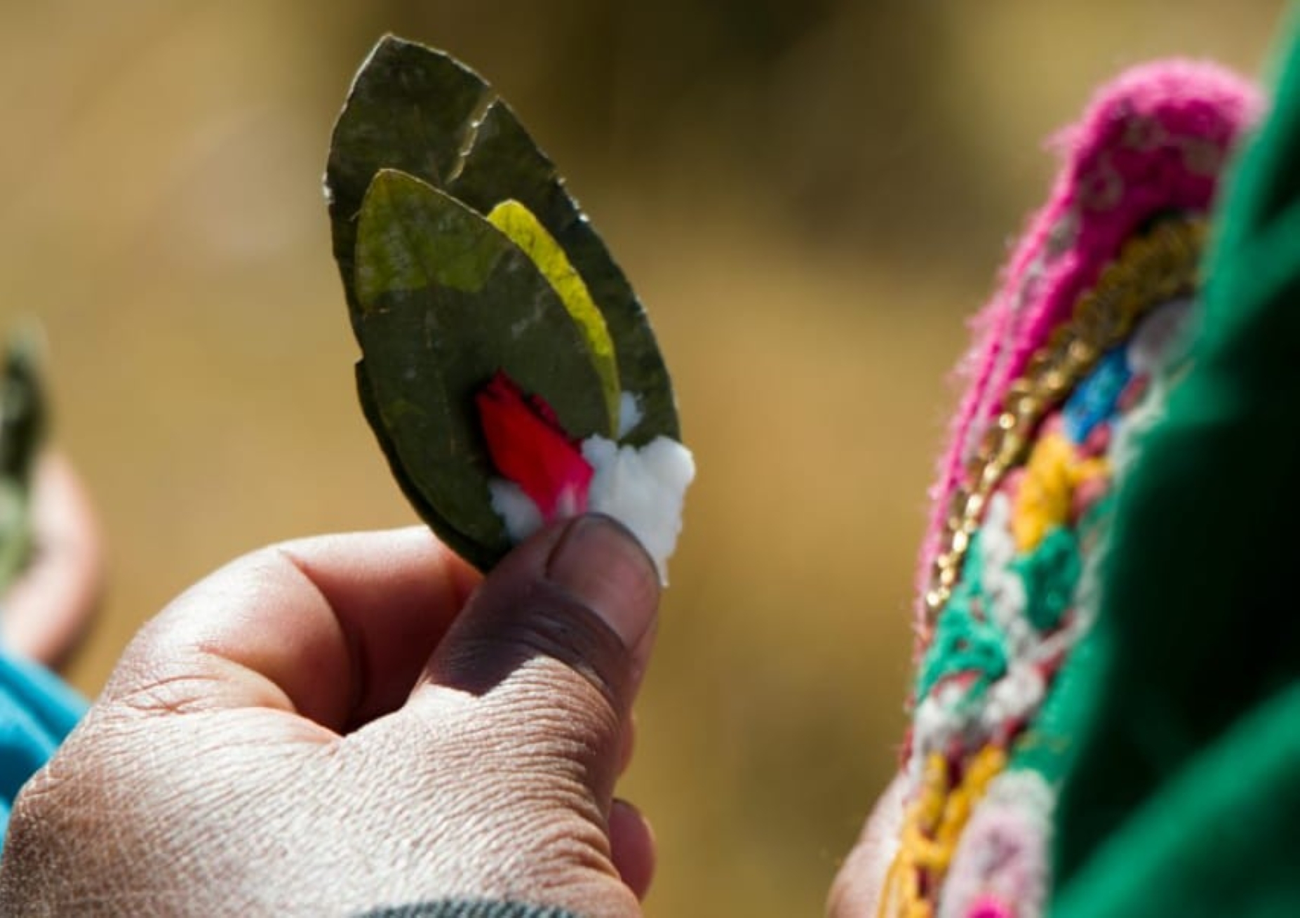 La hoja de coca como ofrenda simbólica en la cultura aymara: Una experiencia vivencial de sabiduría ancestral HOJA DE COCA - CEREMONIA QHANANCHAWI 2025